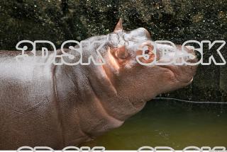 Hippo baby 0049